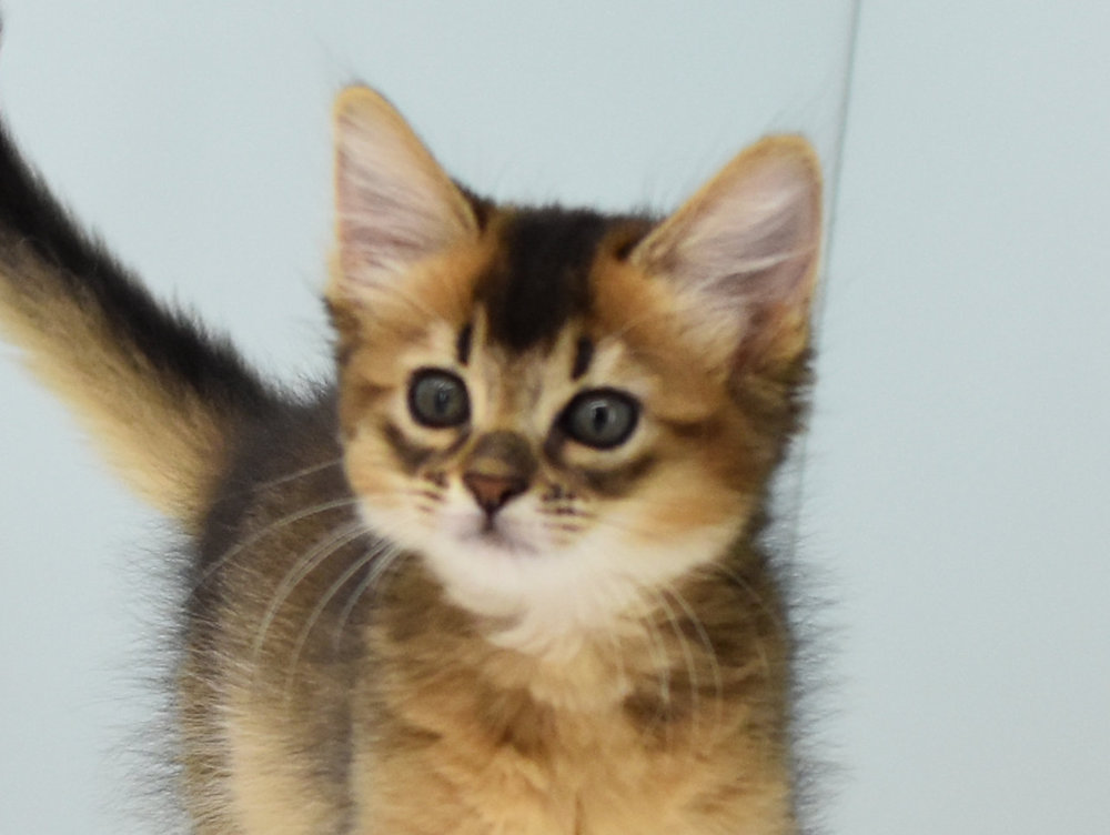 ソマリ　ルディ　めす　（２５年９月４日生れ）